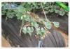 100% Virgin Polypropylene Super Wide Non Woven Landscape Fabric Hight Strength