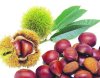 fresh chestnut dried fruits