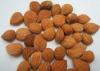 Sales good quality apricot kernel