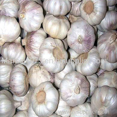 fresh new crop Chinese pure white garlic