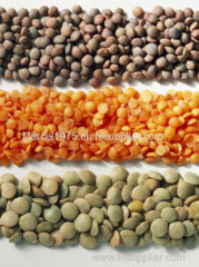 Red lentils wholesale 2015 For export