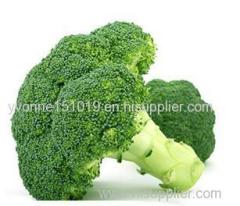 fresh broccoli fresh broccoli