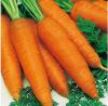fresh carrot fresh carrot