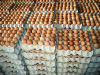 fresh table chicken eggs