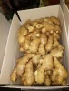 china ginger cheap price good price quality vegetable