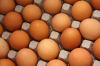 best quality chicken eggs