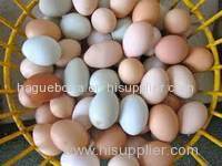 Fresh White Brown Table Eggs /Fresh Chicken Table Eggs & Fertilized Hatching Eggs