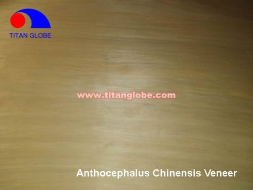 Natural Wood Veneer For Plywood / Cheap Hardwood Veneer / MLH Veneer - Titan Globe