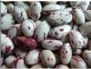 Organic light speckled kidney bean