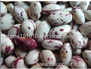 Organic light speckled kidney bean