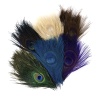Available in Stock natural Peacock Feather Eyes Assorted - Assorted Mix