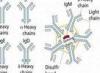 Recombinant protein A Mutant of Staphylococcus aureus / Lyophilized powder