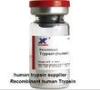 Recombinant Human Trypsin for clinic cell therapy recombinant enzyme