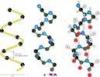 CAS 9004-07-3 / recombinant chymotrypsin for Enzymatic Hydrolysis of Protein