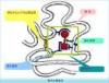 Recombinant human Chymotrypsin Enzyme for Enzymatic Hydrolysis of Protein