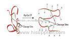 Animal origin free trypsin / trypsin for Enzymatic Hydrolysis of Protein