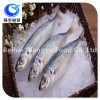 New Arrival Frozen whole round/Healess tailless gutting Blue scad Seafood
