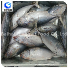 frozen bonito skipjack fish sale