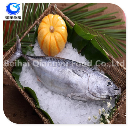 frozen seafood bonito new