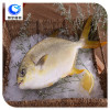 frozen food golden pomfret fish