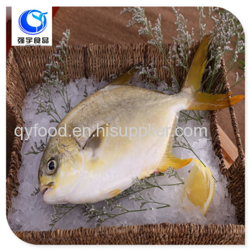 wholesale frozen goledn pomfret fish