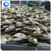 wholesale frozen seafood golden pomfret price