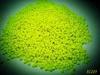 Fluorescent Yellow Additive Polymer Masterbatch For Injection Molding