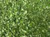 Moringa Leaves Exporters India