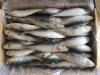 Frozen Sardine Fish Available