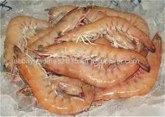 Black tiger king sea prawns