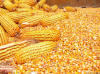 Corn Maize Flour Available