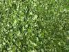 100% Pure Natural Moringa Leaves Exporters