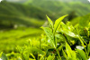 High Purity Green Tea Extract