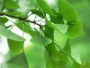 Ginkgo Biloba Extract Ginkgo Biloba Extract