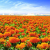 Marigold Flower Extract Lutein