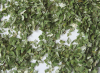 dehydrated chive flakes 2-5mm all green