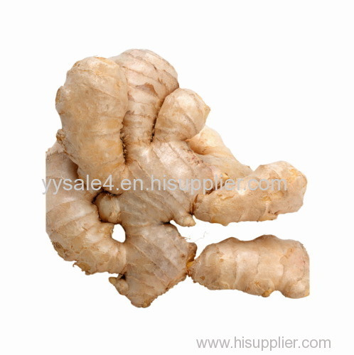 Hot selling product High quality Gingerol 1% Ginger Extract/Black ginger extract