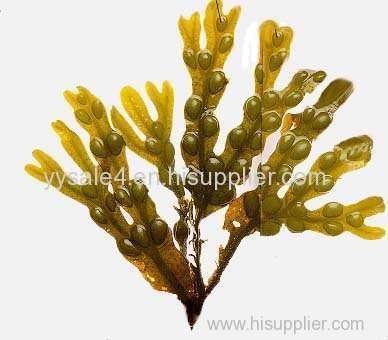 Fucus Extract/Fucus Vesiculosus Extract/Bladderwrack fucus Extract