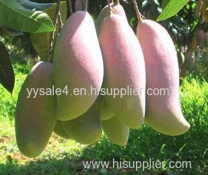 top quality Irvingia Gabonensis Seed Extract /best price Wild Mango Extract/African Mango Seed