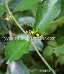 High Quality Natural Gymnema Seed Extract/ Gymnemic 25% 75% /Gymenma Leaf Powder/Gymnema Sylvestre Extract