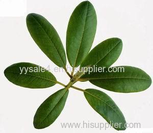 High Quality Organic Banaba Leaf Extract Loquat Leaf Extract/Corosolic10%-30% For Nutritional Supplement
