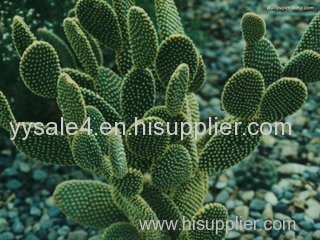 Health Product Cactus Extract/Cactus Powder Price/ Hot Slimming/ Lowest Price