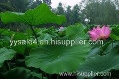 Factory Supply High Quality Natural Flavonoids Lotus Leaf Extract Nuciferine Powder