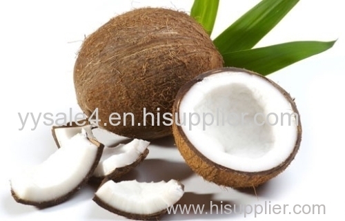 Factory Supply Natural Fruit Extract Coconut Powder/ Coconut Milk Powder/ Cocos Nucifera L.