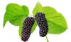 Organic Vegatable Fruit Powder Mulberry Extract/ Mulberry Juice Powder/ Mulberry Coarse Powder/ Anthocyanin/ Morus Alba