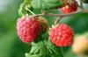 Hot selling high quality Fructus Rubi Extract/ Raspberry Extract/Raspberry Ketone extracts/ P Hydphenyl butanone