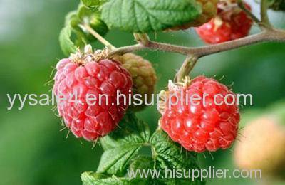Hot selling high quality Fructus Rubi Extract/ Raspberry Extract/Raspberry Ketone extracts/ P Hydphenyl butanone