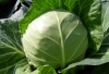 Health food organic Kale Extract Powder/ Brassica oleracea Extract