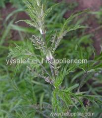 High Quality natural Nettle Extract/ Wild Nettle Root Extract/Stinging Nettle Leaf Extract