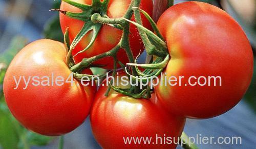 Natural organic fruit extract Solanum lycopersicum Tomato Extract/Lycopene/ Love Apple Extract